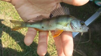 Eurasian perch — Babėnų