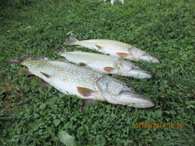Northern Pike ×3