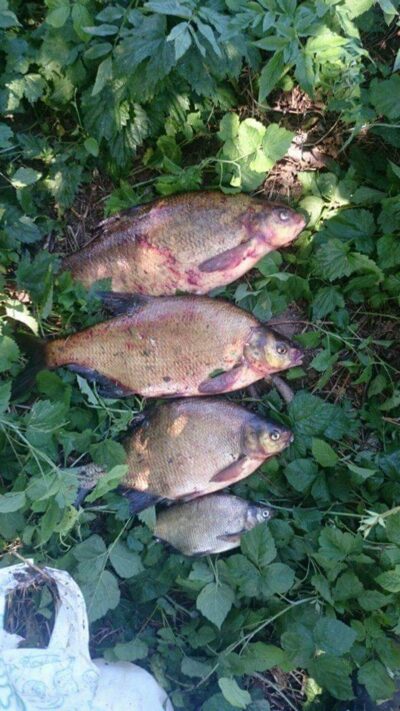 Carp bream ×4 — Akmenių