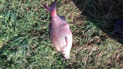 Carp bream, 2.9 kg — Skirvytė