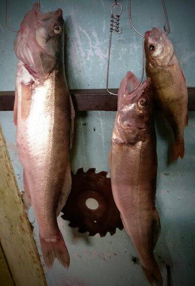 Pike perch, 1.5 kg — Kuršių