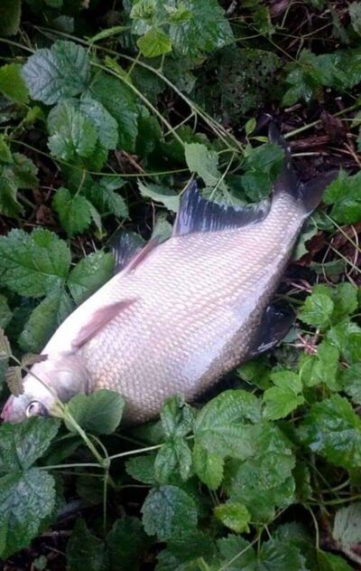 Carp bream — Akmenių