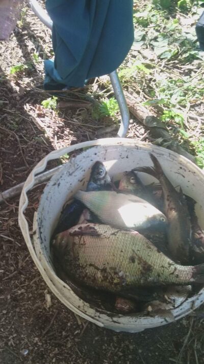 Carp bream — Akmenių