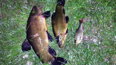 Tench, 1.4 kg — Platelių
