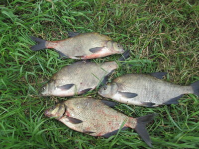 Carp bream ×4 — Neman River