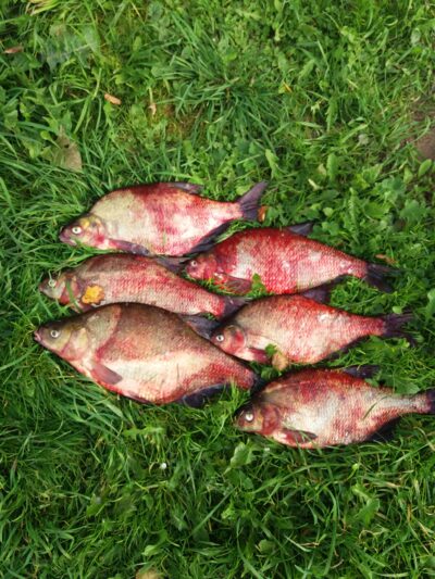 Carp bream ×6 — Skirvytė