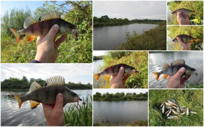 Eurasian perch