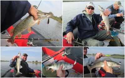 Pike perch — Neman River