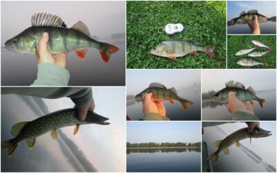 Eurasian perch, 0.6 kg