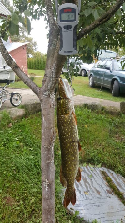 Northern Pike, 1.1 kg — Asėkas