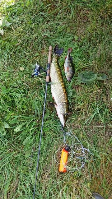 Northern Pike, 3.5 kg — Dvariukų