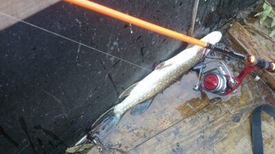 Northern Pike, 0.6 kg — Nevėža