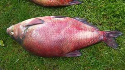 Carp bream, 2.3 kg