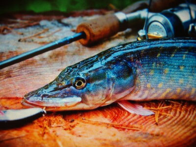 Northern Pike — Gilušis