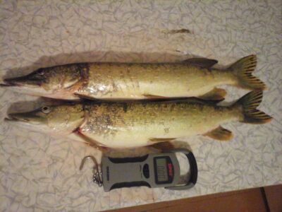 Northern Pike, 1.3 kg — Kiaunas