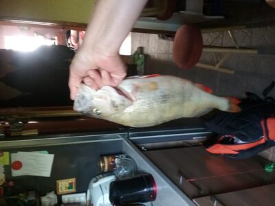 Eurasian perch, 0.8 kg — Želvos