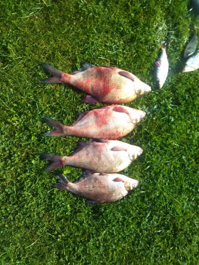 Carp bream ×4 — Skirvytė