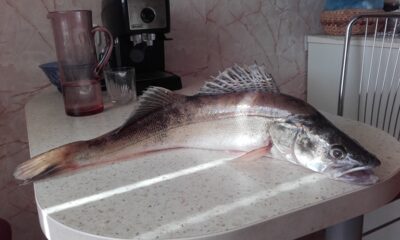 Pike perch, 1.8 kg — Bubių