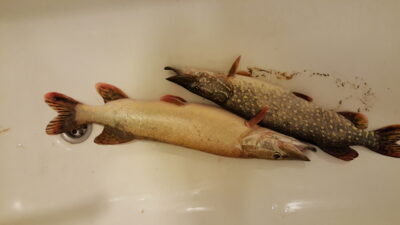 Northern Pike, 3.0 kg — Neman River