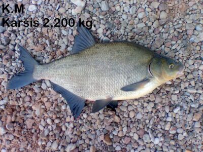 Carp bream, 2.2 kg — Kaunas reservoir
