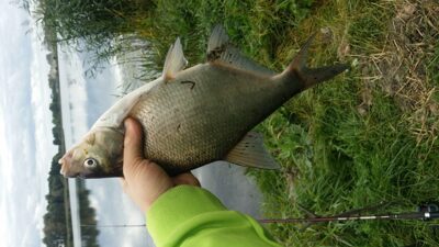 Carp bream, 0.7 kg