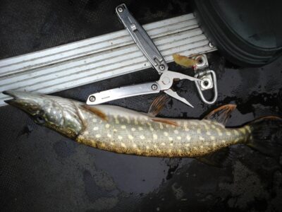 Northern Pike — Lamėstas