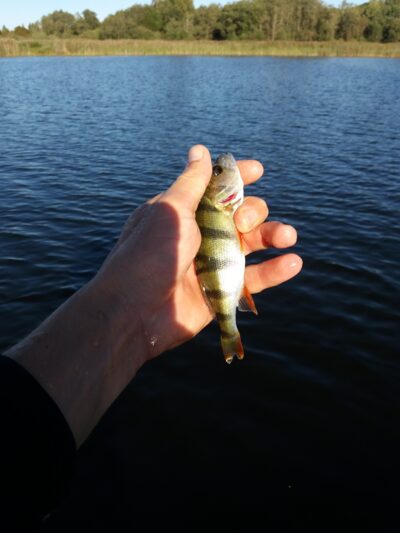 Northern Pike — Gilius