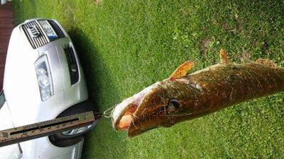 Northern Pike, 1.6 kg — Katinų