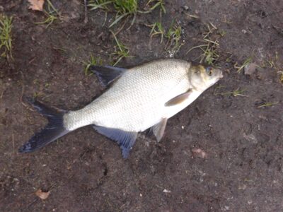 Carp bream ×17 — Elektrėnai reservoir