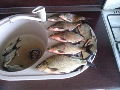 Carp bream ×11 — Bijotė