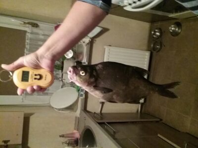 Carp bream, 1.2 kg — Musė