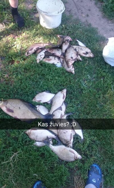 Carp bream — Akmenių