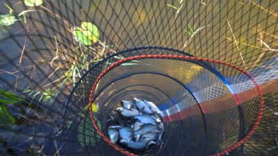 Carp bream ×30