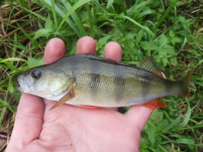 Eurasian perch ×3 — Шешупе