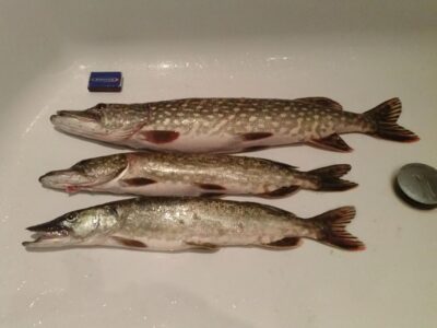 Northern Pike ×3