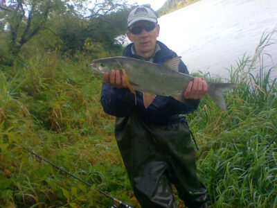 Asp, 2.5 kg — Neris River