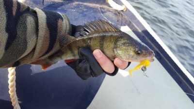 Eurasian perch — Kaunas reservoir