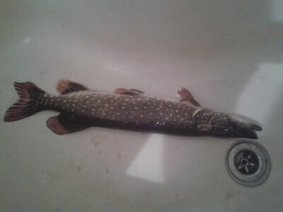 Northern Pike, 1.1 kg — Lėvuo