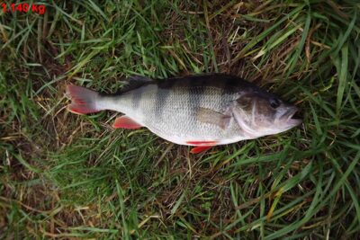 Eurasian perch, 1.1 kg