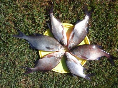 Carp bream ×6 — Lamėstas