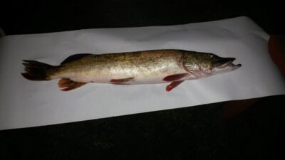 Northern Pike, 2.1 kg — Žeimenys