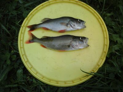 Eurasian perch, 0.2 kg — Lamėstas
