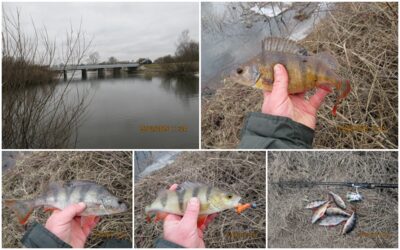 Eurasian perch ×6
