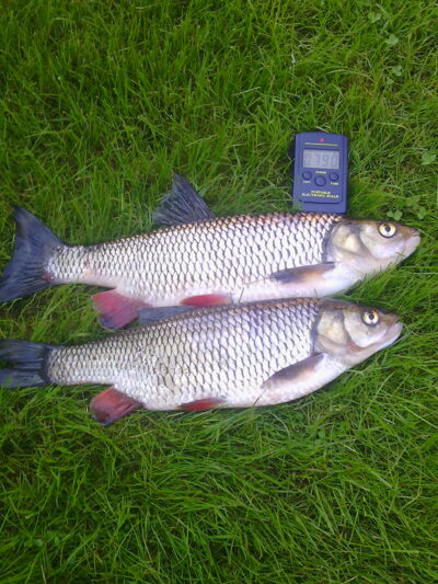 chub, 0.8 kg