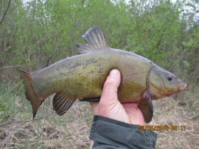 Tench, 0.7 kg