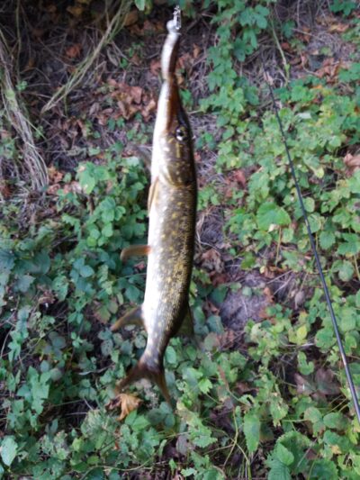 Northern Pike — Pagryžuvio
