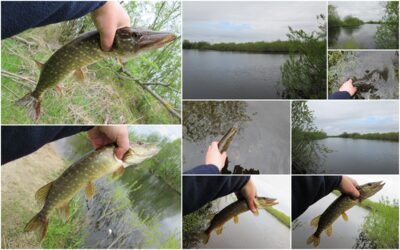 Northern Pike ×6
