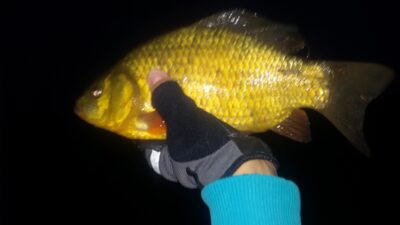Crucian carp