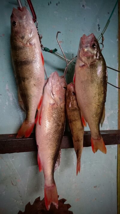 Eurasian perch ×4 — Kuršių