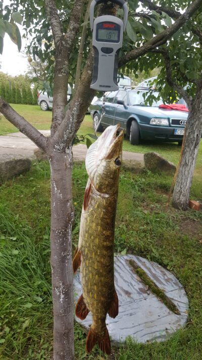 Northern Pike, 1.9 kg — Asėkas